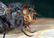 Sinek Çiftleşmesi Nasıl Olur? Sinek Çiftleşmesi Nasıl Olur?