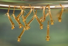 Sinek Larvası Özellikleri ve Faydaları Nelerdir? Sinek Larvası Özellikleri ve Faydaları Nelerdir?