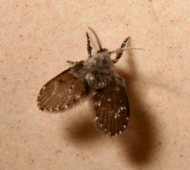 Güve Sineği Türleri ve Özellikleri