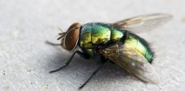 Kurt Sineği Türleri ve Özellikleri Kurt Sineği Türleri ve Özellikleri