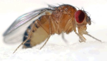 Meyve Sineği Türleri ve Özellikleri Meyve Sineği Türleri ve Özellikleri